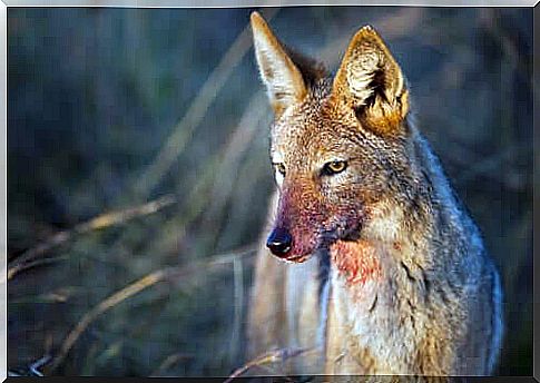 10 wild canid species to know