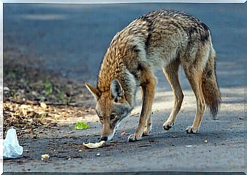 Coyote eating food.