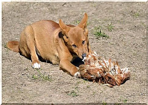 Dingo feeding on prey.