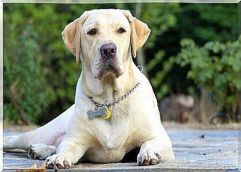 sitting labrador with collar and bone-shaped pendant