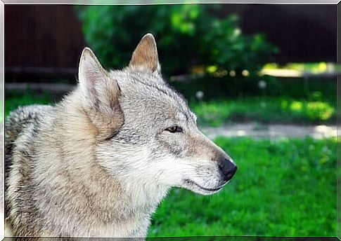 wolf on the meadow