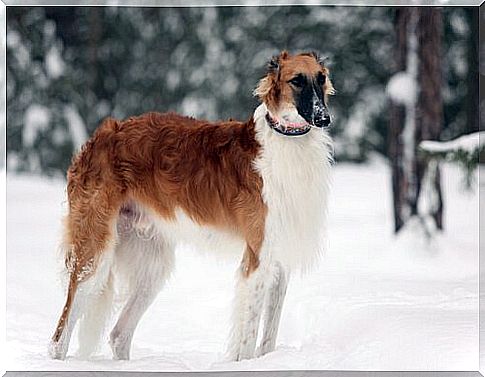 Borzoi