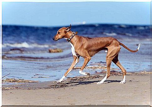 Azawakh greyhound runs on the water's edge