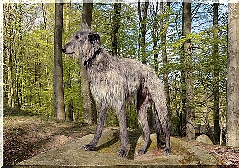 Gray hairy scottish galgo in a forest