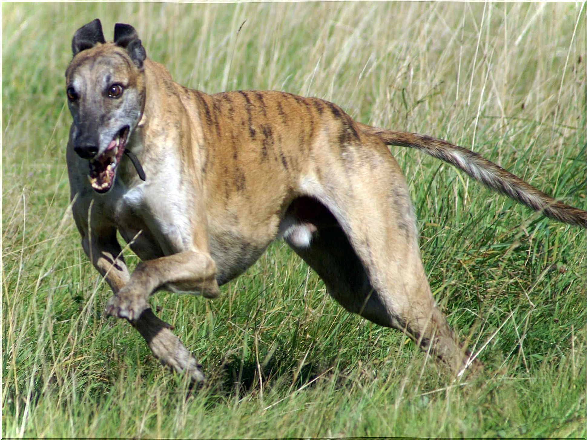 Levriero banjara salta e corre nella natura