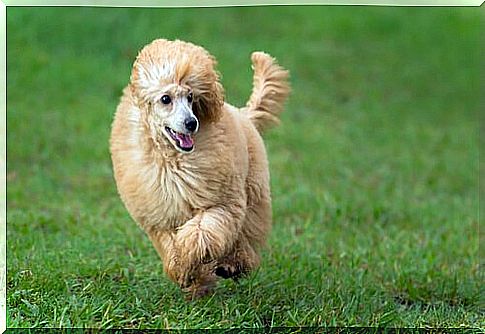 Poodle runs in the meadow