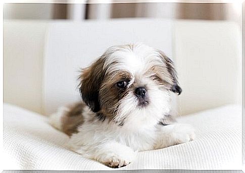 Shih tzu