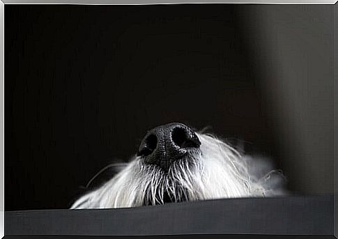 the nose of a white dog