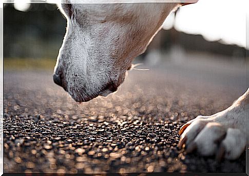 a white dog sniffs the road