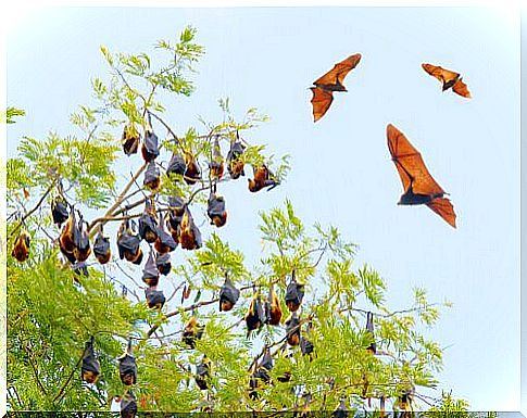 5 species of bats