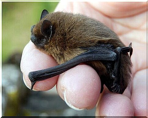 Bat held in the hand