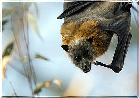 Golden-headed winged fox bat