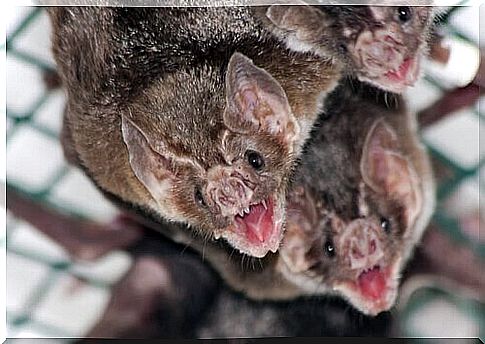 Vampire bats