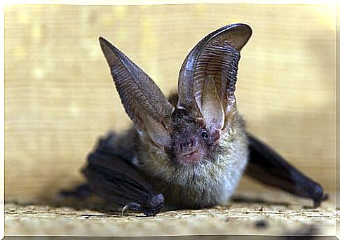 Long-eared bat standing on the ground