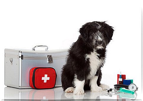 5 things to know to offer first aid to your dog