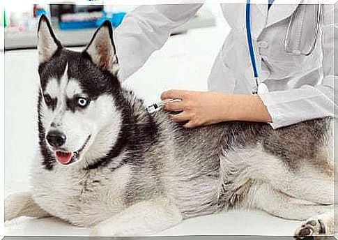 Husky at the vet.