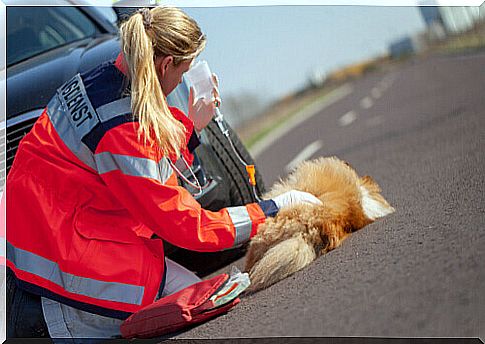 Dog in a car accident.