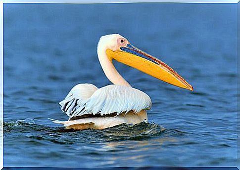 Pelican in the water