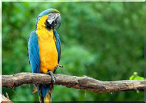 Yellow and blue macaw parrot is resting on a branch