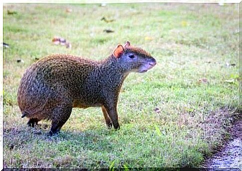 5 animals characteristic of Central America