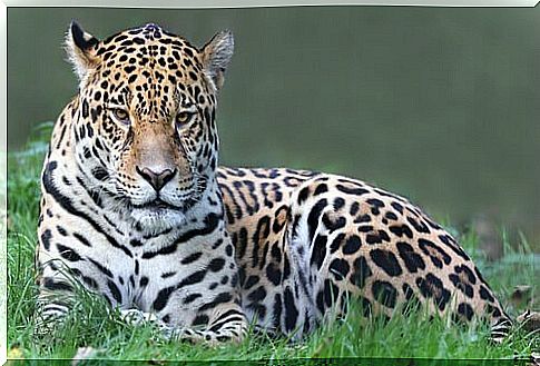 Central American jaguar