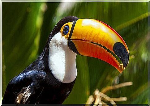 The toucan