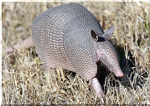 Lonely armadillo