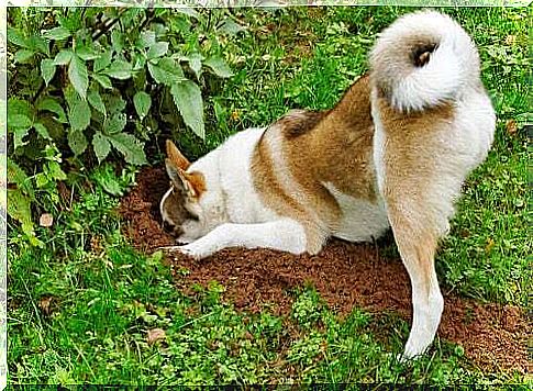 Dog digging