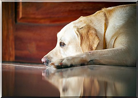 6 solutions to separation anxiety in dogs