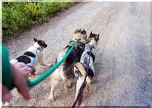 6 tips to become a good dog walker