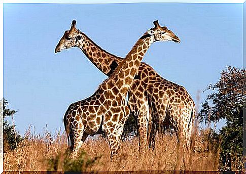 Giraffes with crossed necks