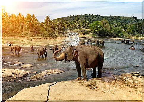 Serengeti Park among places where you can see wild animals in freedom