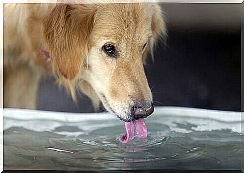 Dog drinking