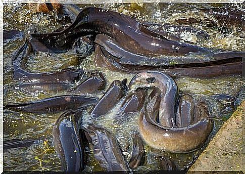 Eels in the shallow waters of a river