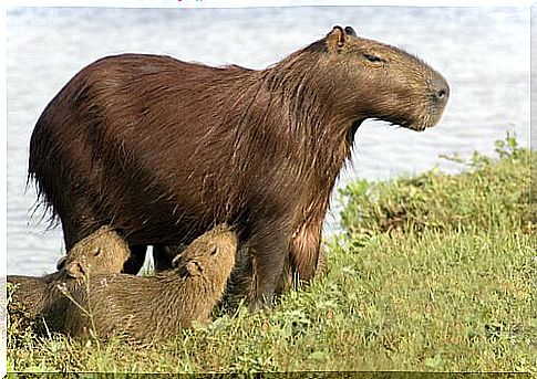 Mother of capybara with two little ones