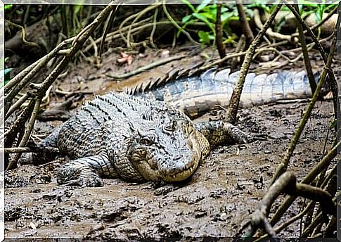 Crocodile in the mud of a rainforest