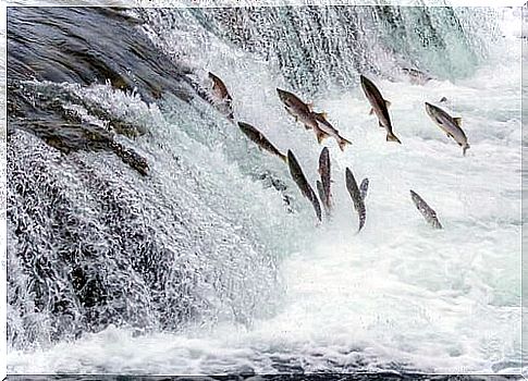 Salmon jump upstream