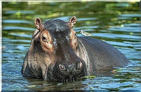 Hippo in the water