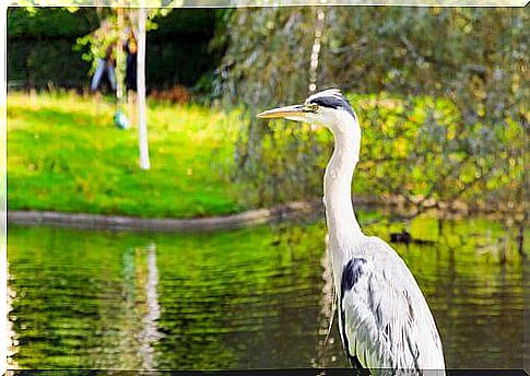 Heron near a river