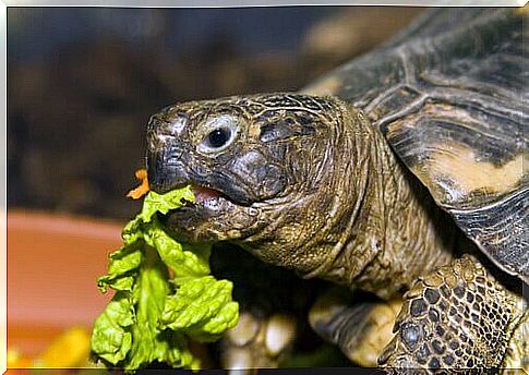 Turtle eats salad