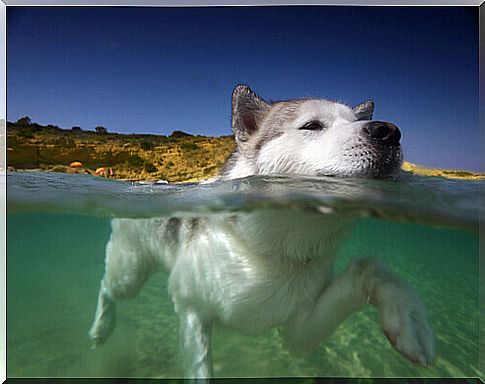 8 reasons why your dog needs to swim