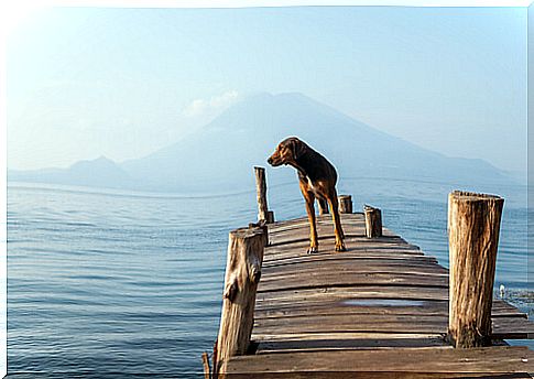 dog-on-the-lake