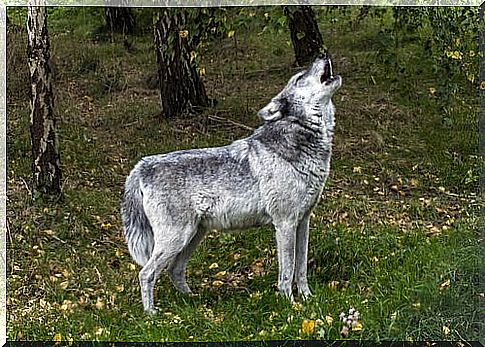 Wolf howling