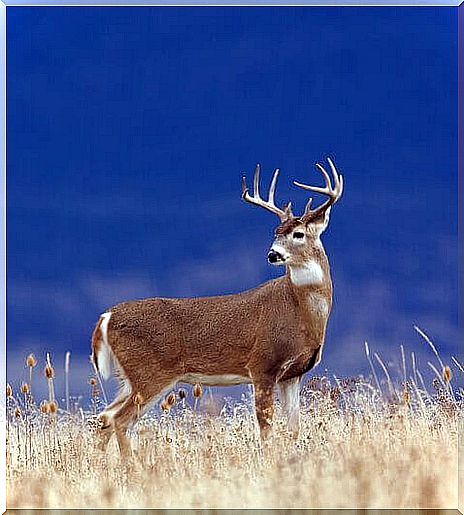 Manitoba deer