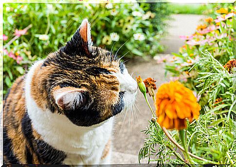 9 smells that attract cats