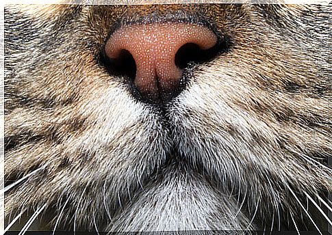 nose of a cat