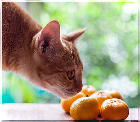 a cat sniffing tangerines