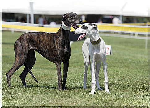 greyhounds