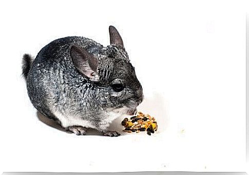 A chinchilla as a pet: tips and care