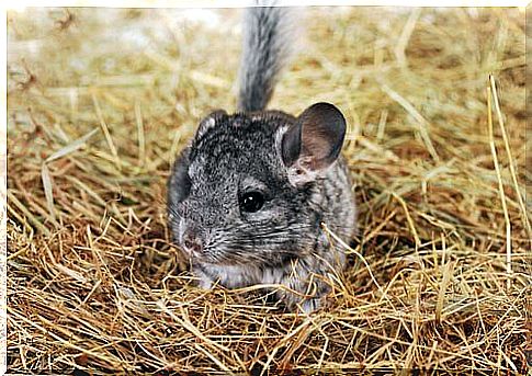 chinchilla in the straw